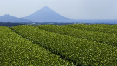 How I Started My Organic Matcha Business in India (And What I Learned)