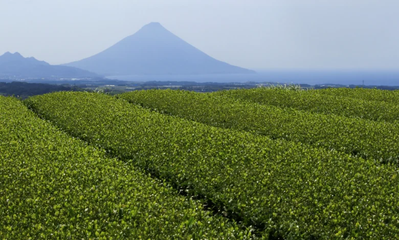 How I Started My Organic Matcha Business in India (And What I Learned) How I Started My Organic Matcha Business in India (And What I Learned)