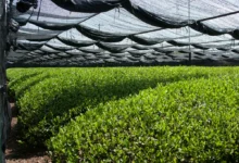 How to Start Matcha Farming in India: A Beginner’s Guide