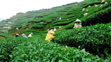 5 Mistakes to Avoid When Starting Organic Tea Farming in India