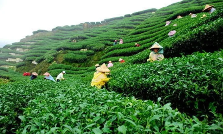 5 Mistakes to Avoid When Starting Organic Tea Farming in India 5 Mistakes to Avoid When Starting Organic Tea Farming in India